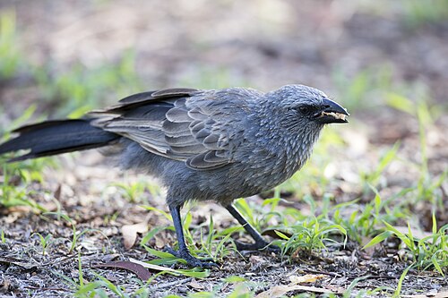 Apostelvogel (Struthidea cinerea)