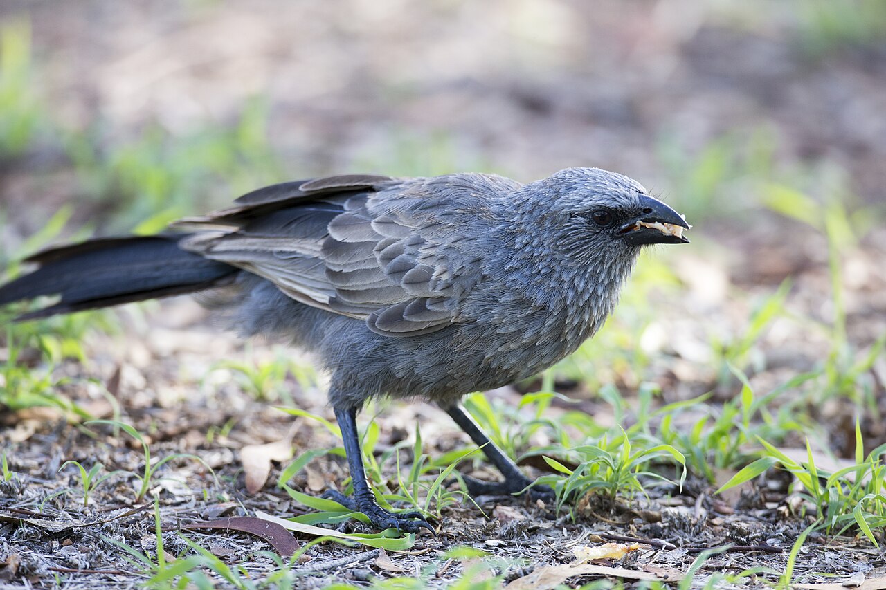 Apostlebird (Struthidea cinerea)