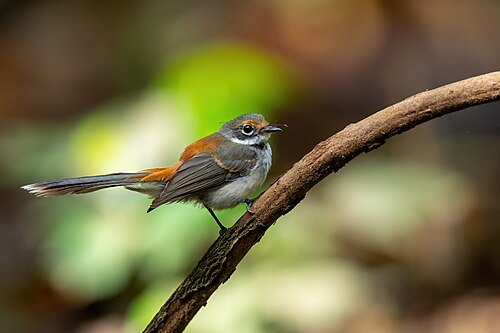Arafurawaaierstaart (Rhipidura dryas)