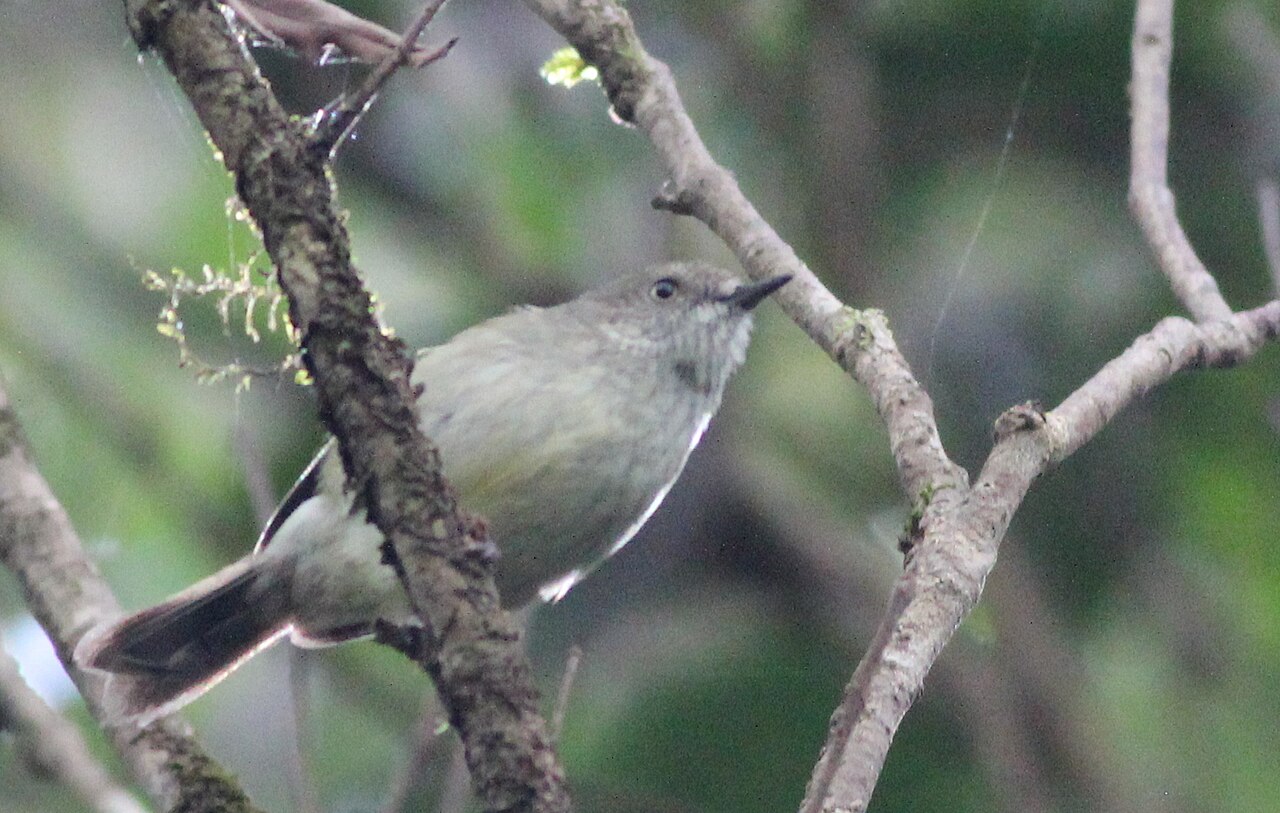 Athertondoornsnavel (Acanthiza katherina)