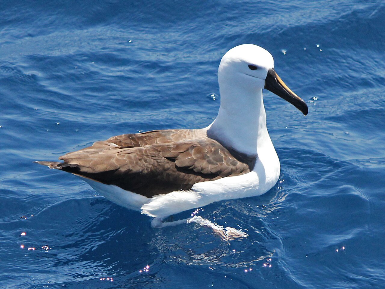 Albatros picofino (Thalassarche chlororhynchos)