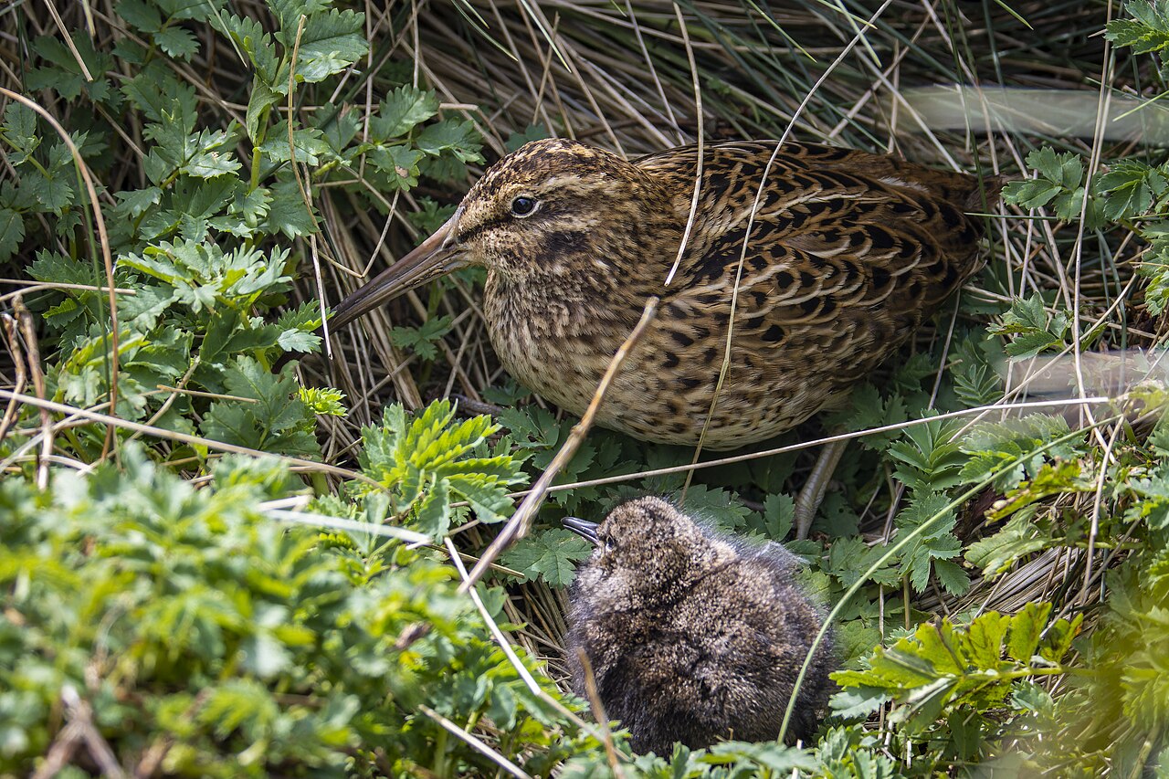 Subantarctic Snipe (Coenocorypha aucklandica)