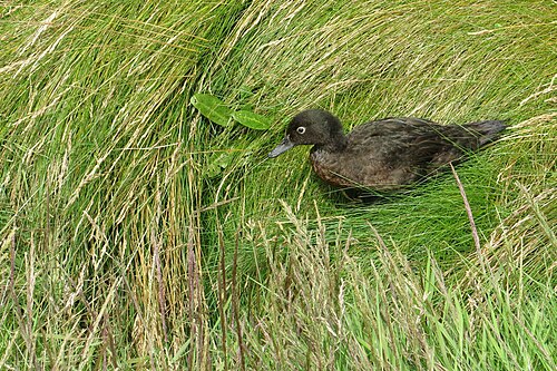 Aucklandtaling (Anas aucklandica)