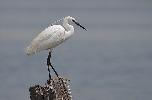 Australaziatische kleine zilverreiger (Egretta garzetta)