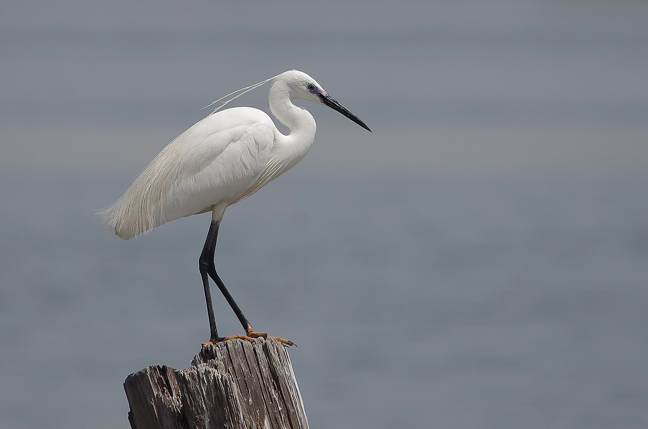 Garceta común (Egretta garzetta)