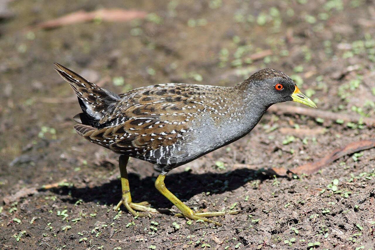 Australisch porseleinhoen (Porzana fluminea)