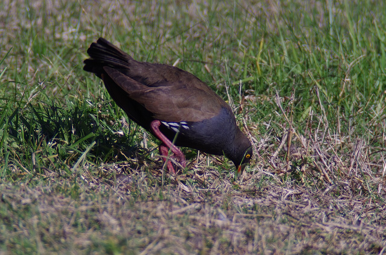 Australisch waterhoen (Tribonyx ventralis)