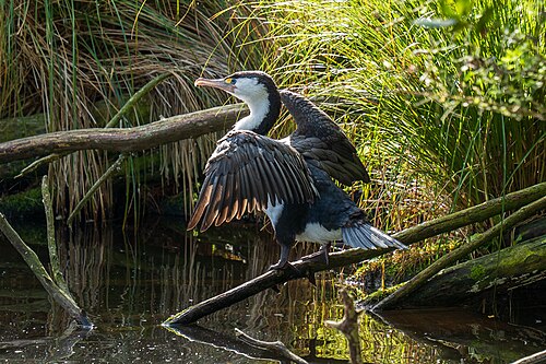 Australische aalscholver (Phalacrocorax varius)