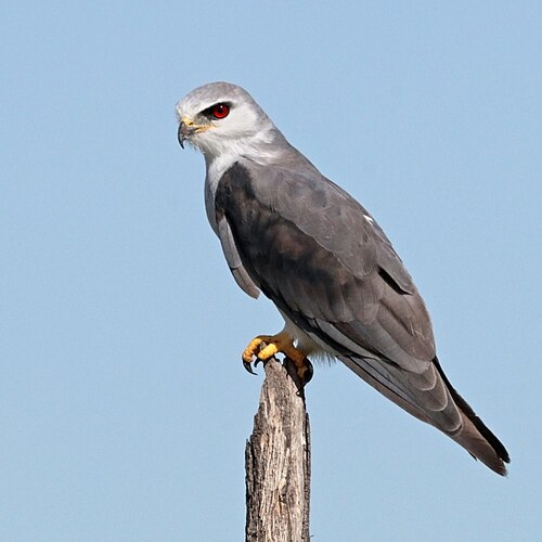 Australische bastaardwouw (Elanus axillaris)