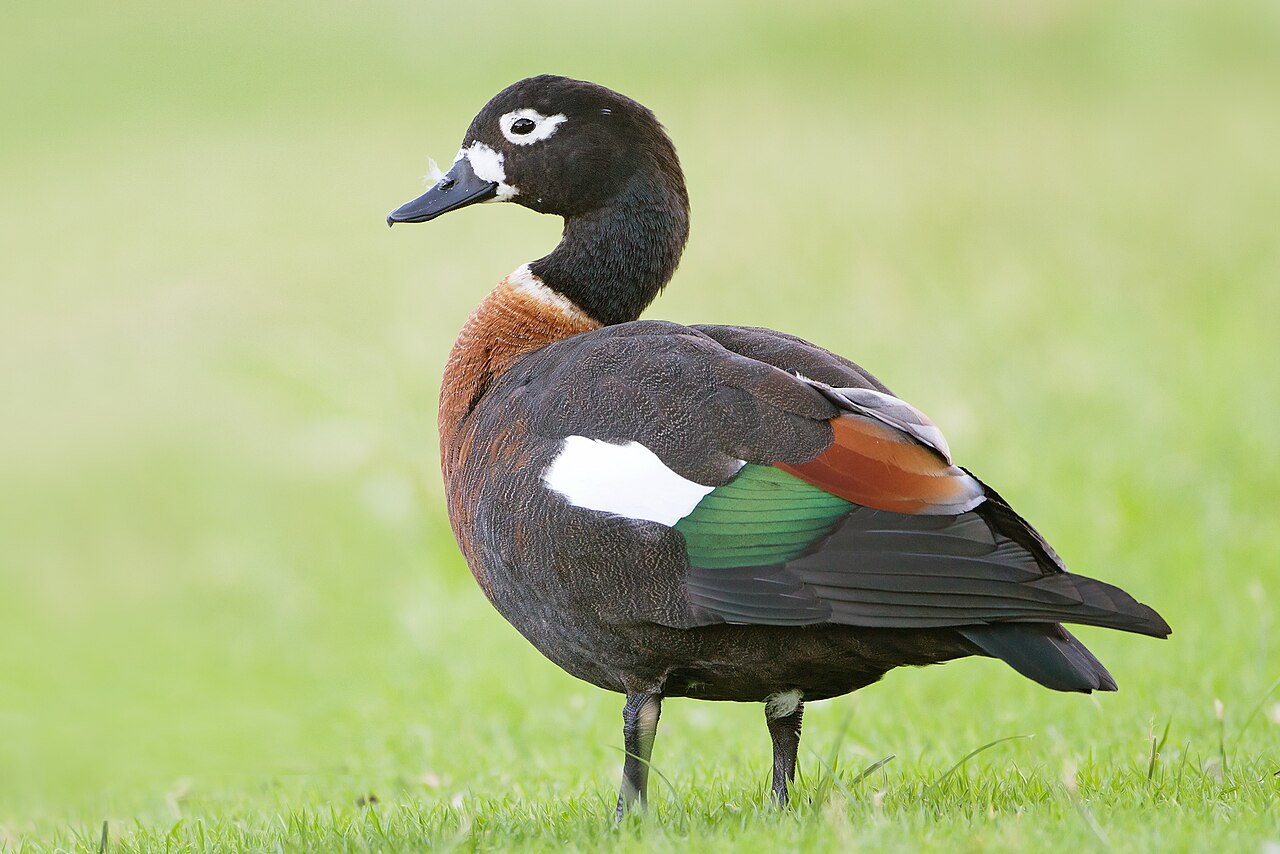 Tarro australiano (Tadorna tadornoides)