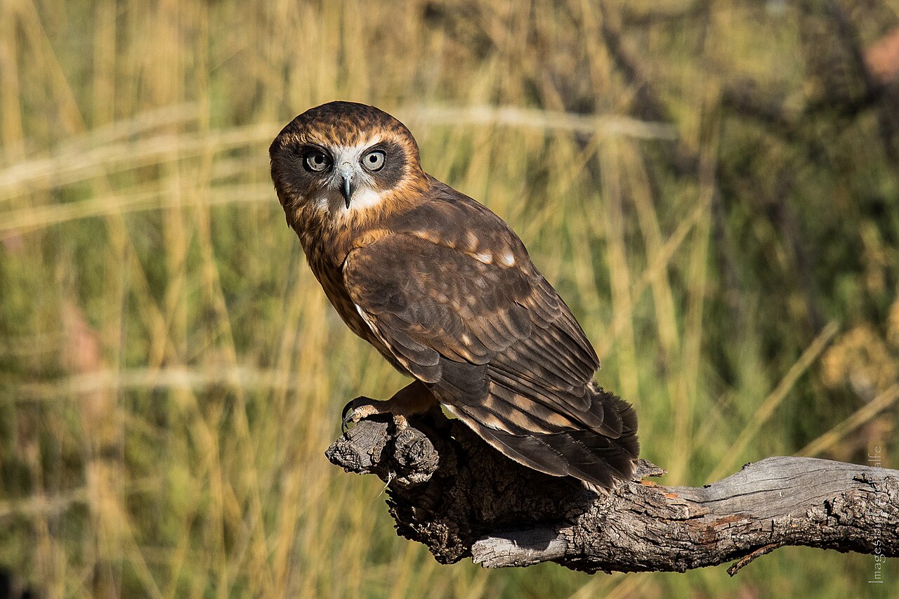 Nínox papú (Ninox boobook)