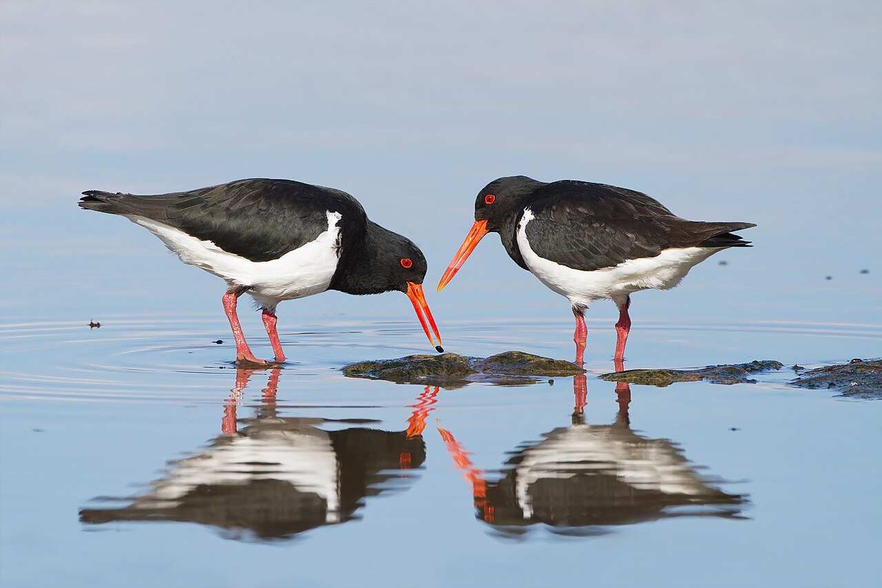 Ostrero pío australiano (Haematopus longirostris)