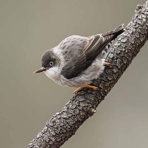 Australische boomloper (Daphoenositta chrysoptera)