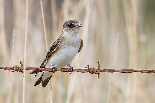 Australische boomzwaluw (Petrochelidon nigricans)