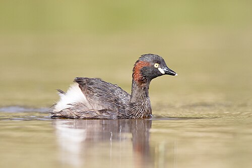 Australische dodaars (Tachybaptus novaehollandiae)