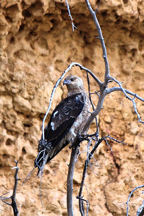 Australische dwergarend (Hieraaetus morphnoides)