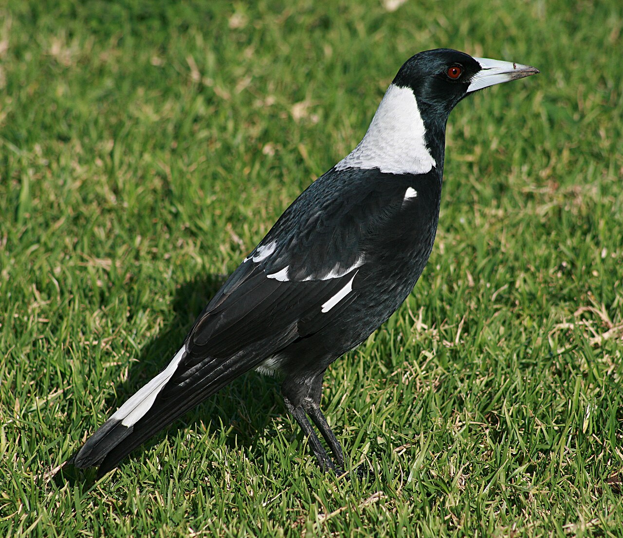 Zwartrugfluitvogel (Gymnorhina tibicen)