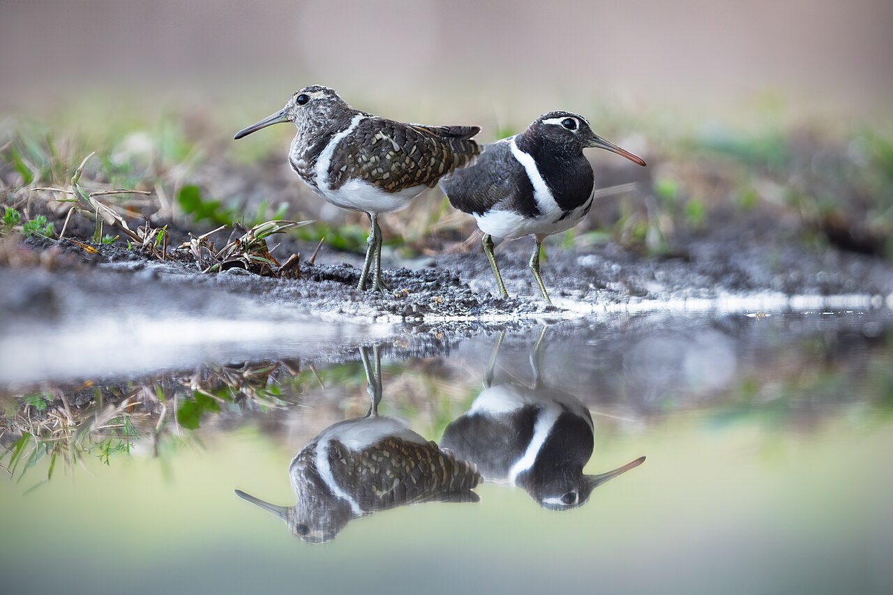 Australian Painted-snipe (Rostratula australis)