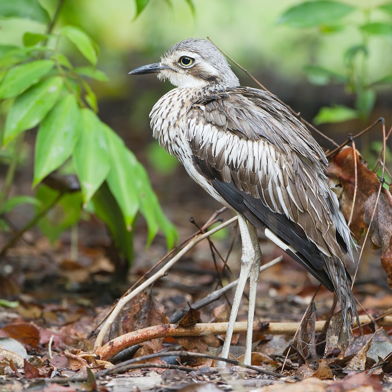 Bush Stone-curlew (Burhinus grallarius)
