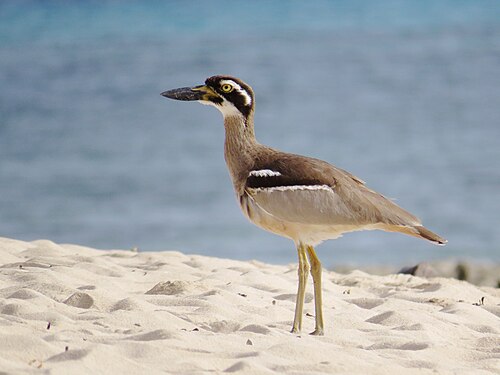 Australische griel (Esacus magnirostris)