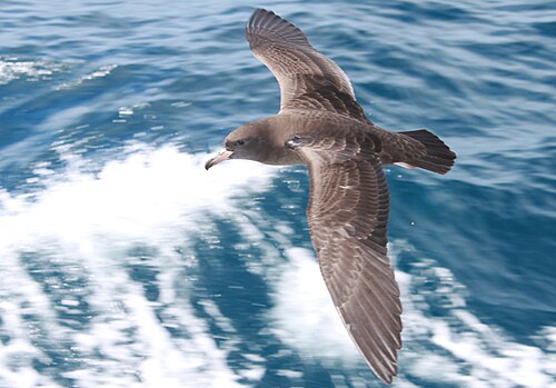 Australische grote pijlstormvogel (Ardenna carneipes)