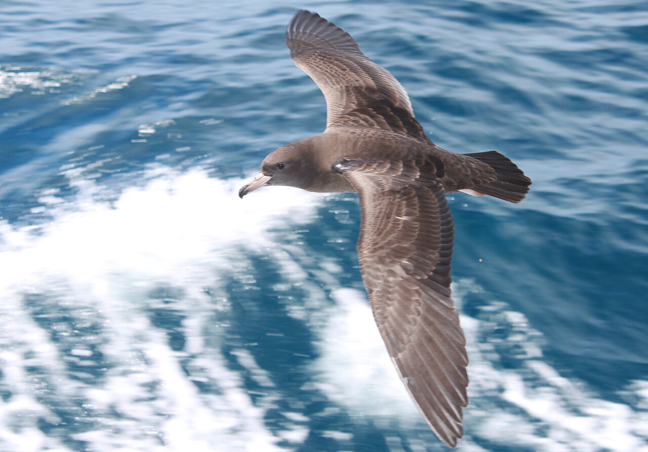 Flesh-footed Shearwater (Ardenna carneipes)