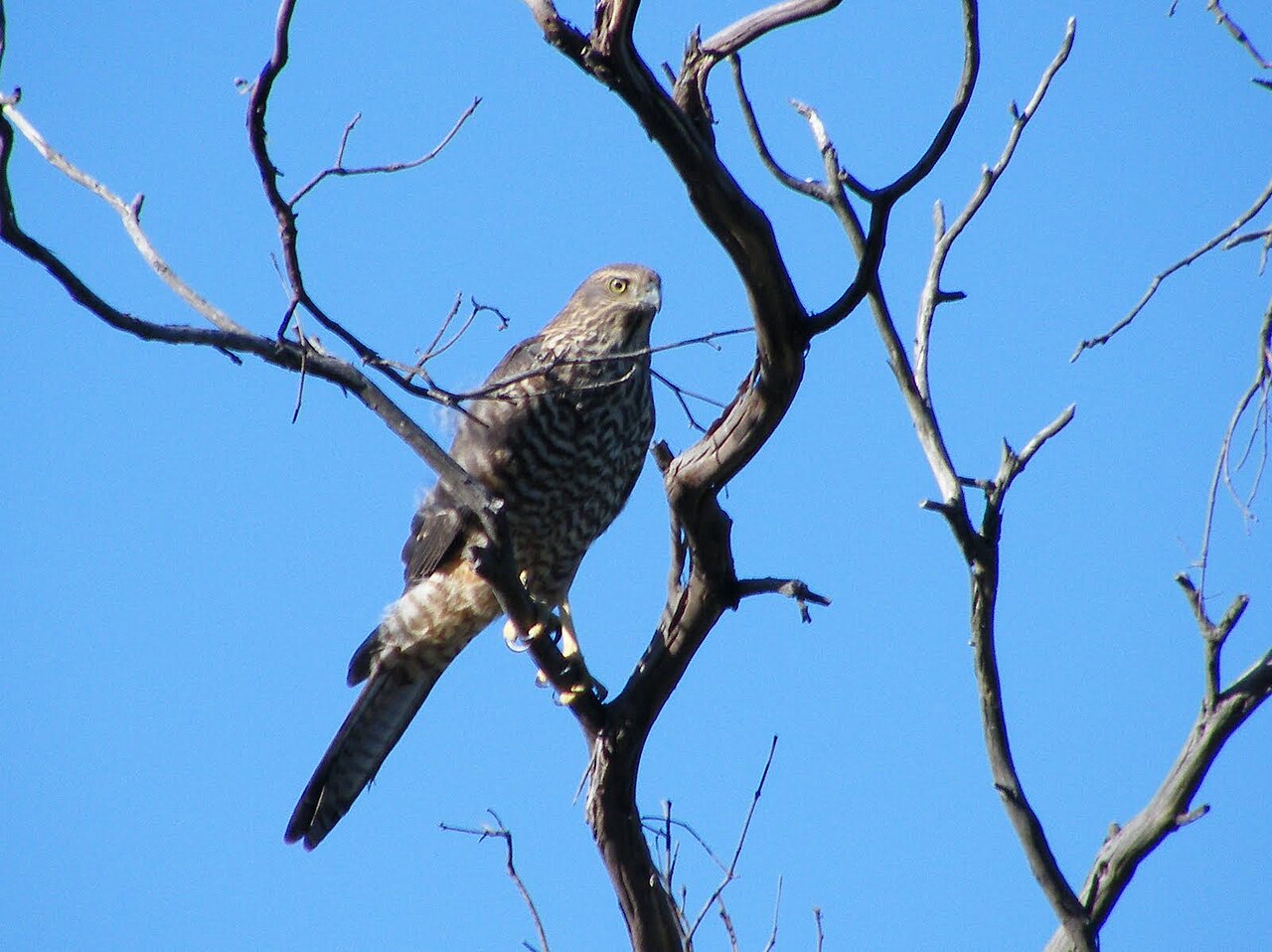 Brown Goshawk (Tachyspiza fasciata)