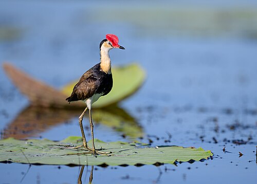 Australische jacana (Irediparra gallinacea)