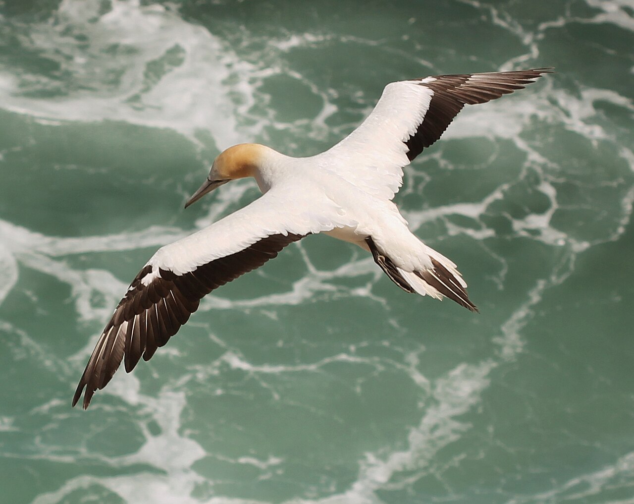 Australische jan-van-gent (Morus serrator)