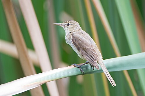 Australische karekiet (Acrocephalus australis)