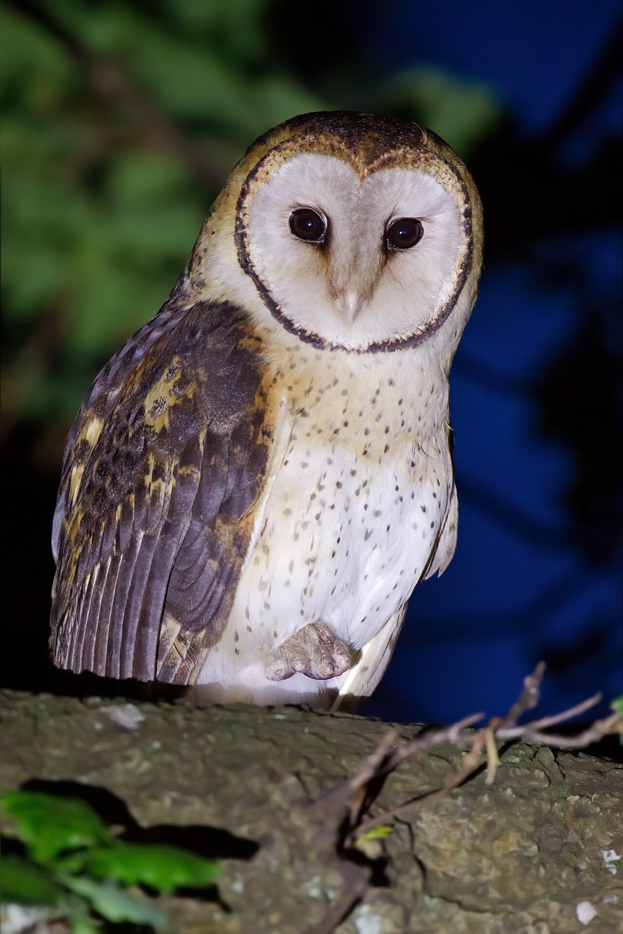 Australische kerkuil (Tyto novaehollandiae)
