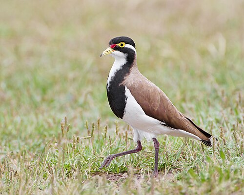 Australische kievit (Vanellus tricolor)