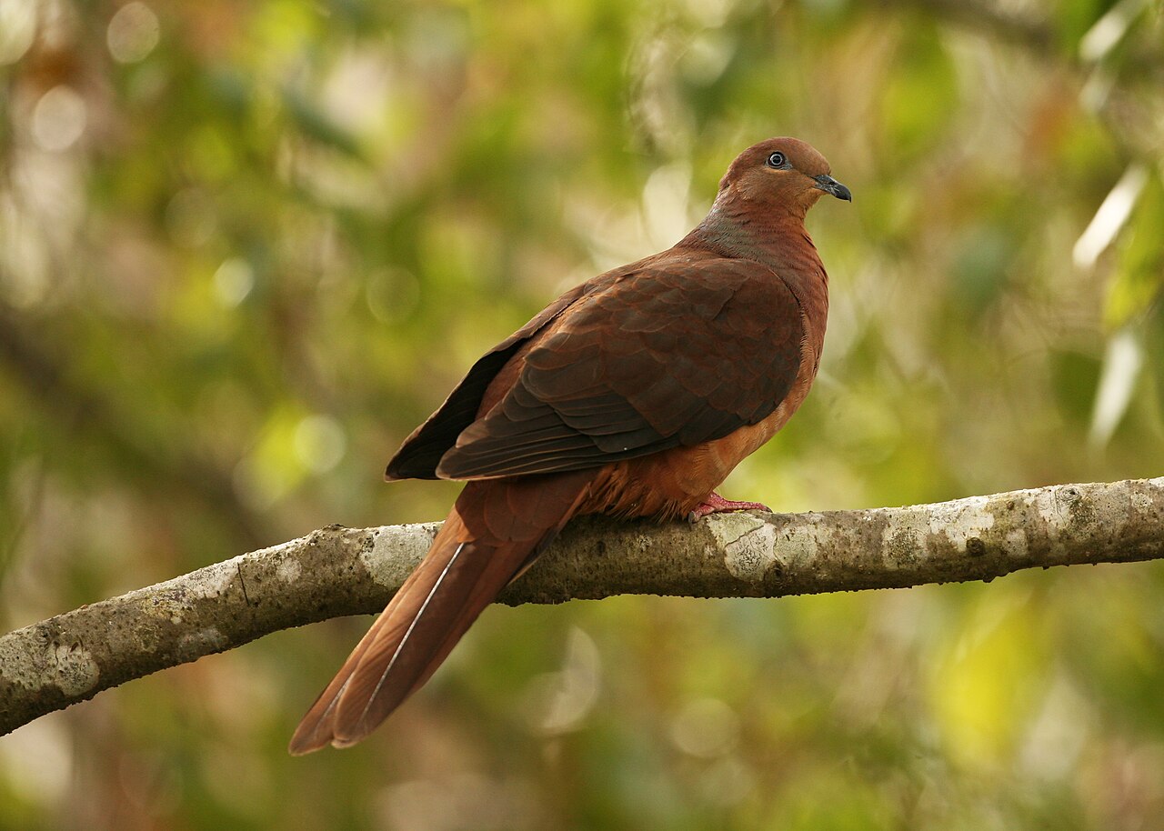 Australische koekoeksduif (Macropygia phasianella)