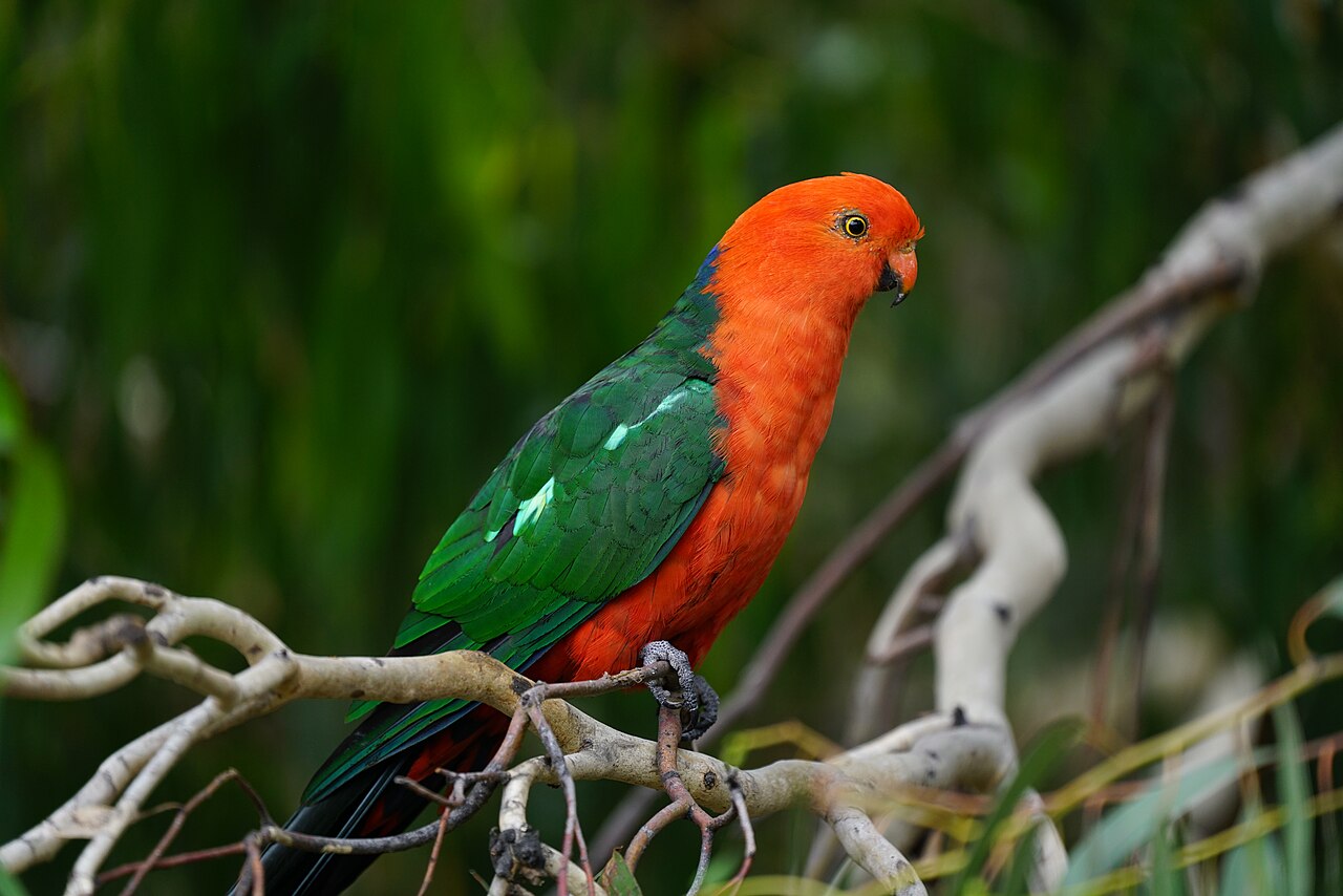 Papagayo australiano (Alisterus scapularis)