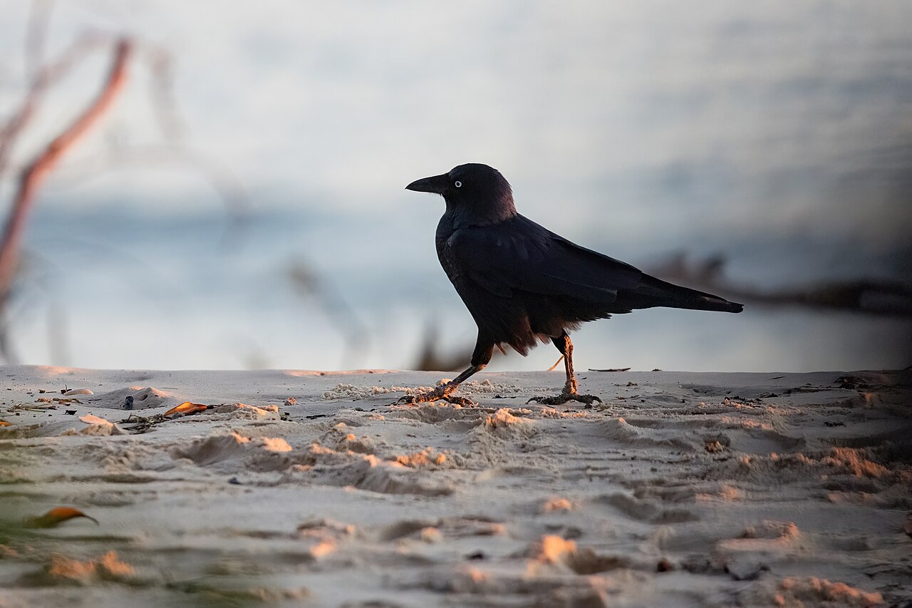 Torresian Crow (Corvus orru)