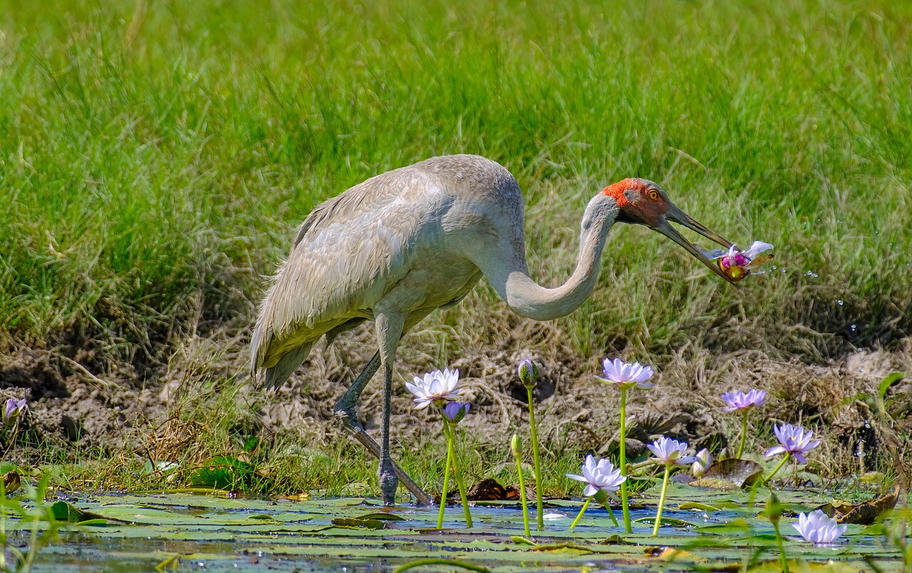 Brolga (Antigone rubicunda)