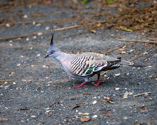 Australische kuifduif (Ocyphaps lophotes)