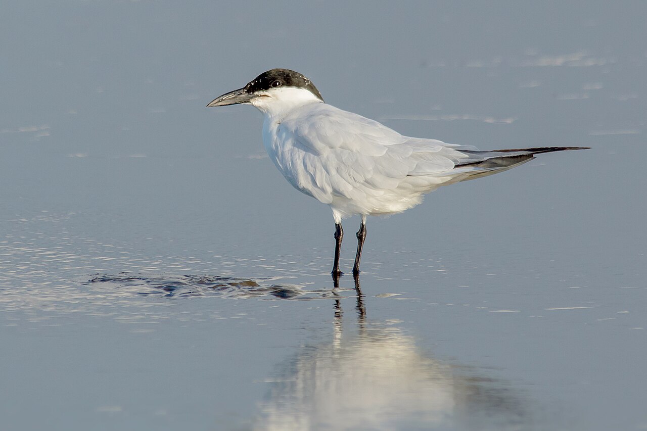 Australische lachstern (Gelochelidon macrotarsa)