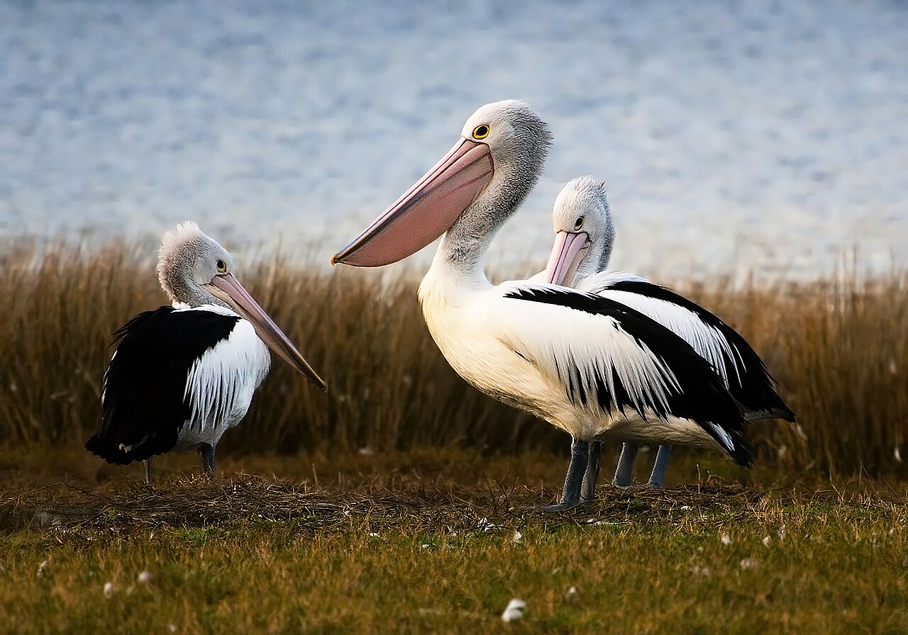 Pelícano australiano (Pelecanus conspicillatus)