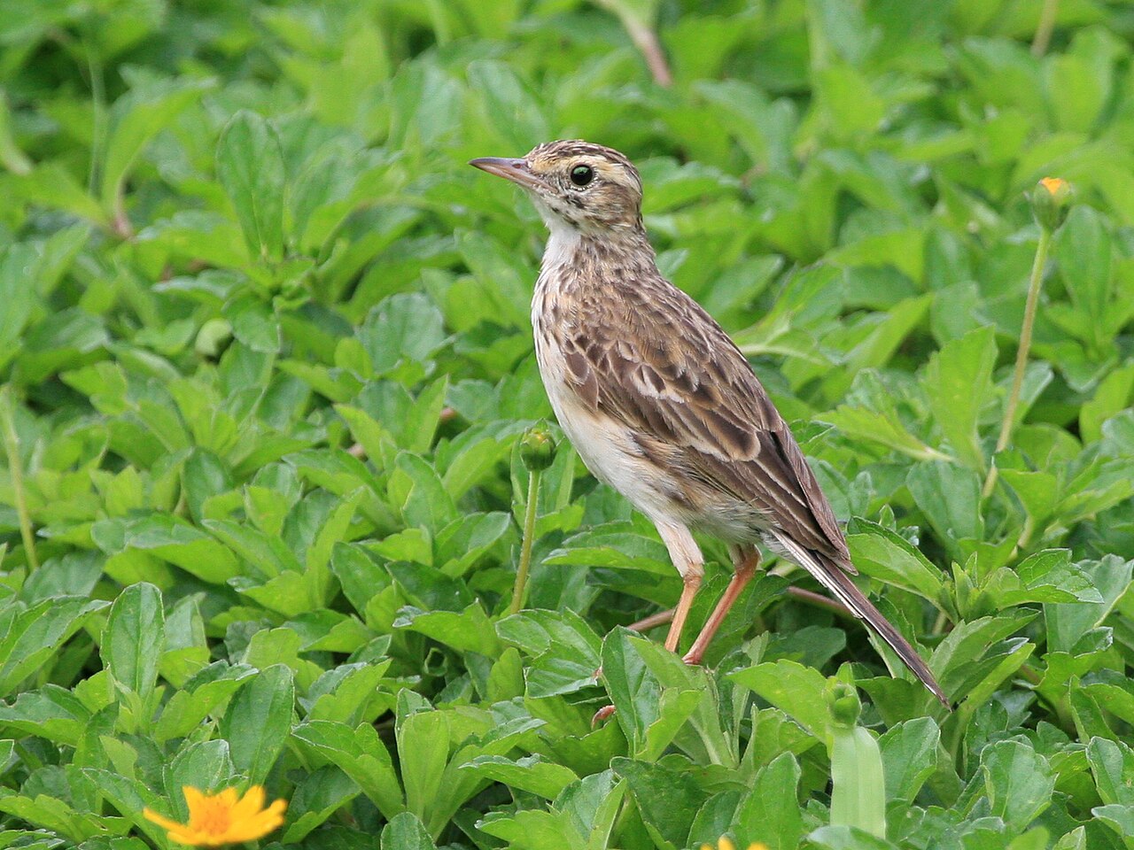 Australische pieper (Anthus australis)