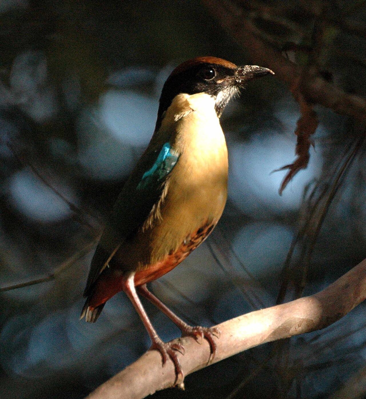 Pita bulliciosa (Pitta versicolor)