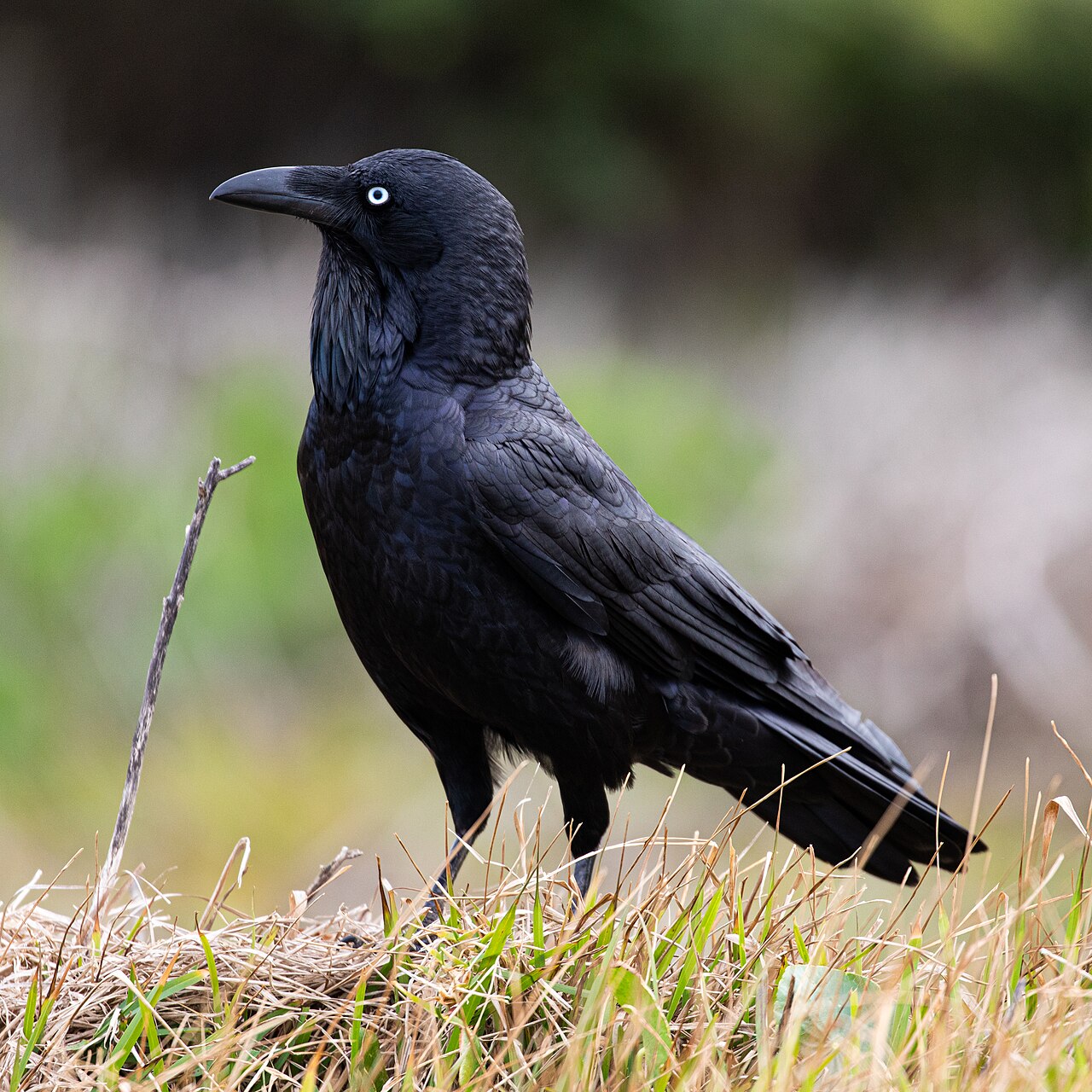 Australische raaf (Corvus coronoides)