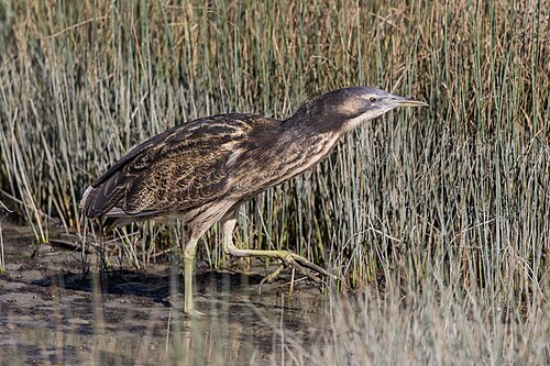 Australische roerdomp (Botaurus poiciloptilus)