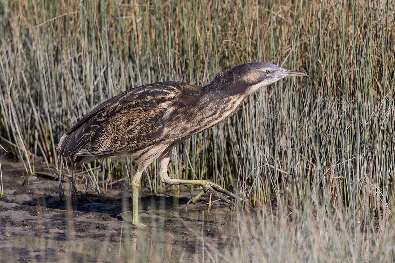 Australasian Bittern (Botaurus poiciloptilus)