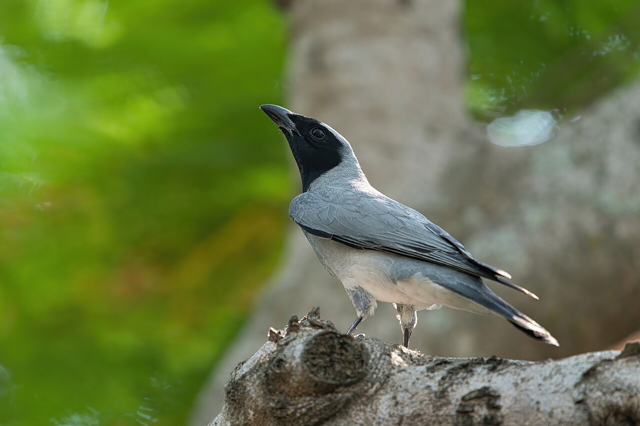 Oruguero carinegro (Coracina novaehollandiae)