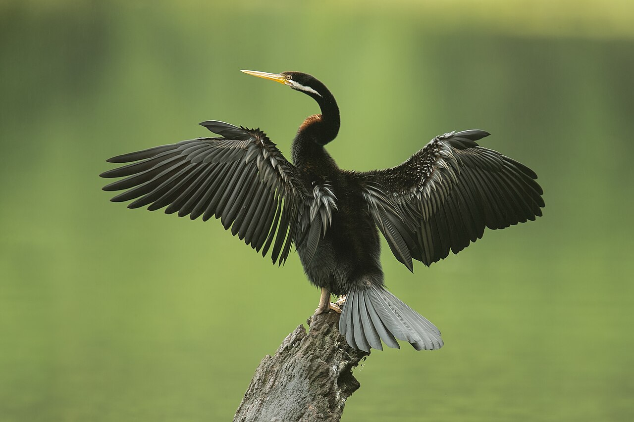 Australasian Darter (Anhinga novaehollandiae)