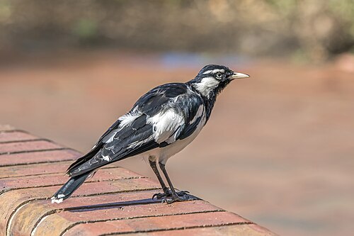 Australische slijkekster (Grallina cyanoleuca)