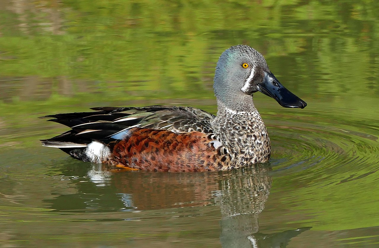 Australische slobeend (Spatula rhynchotis)