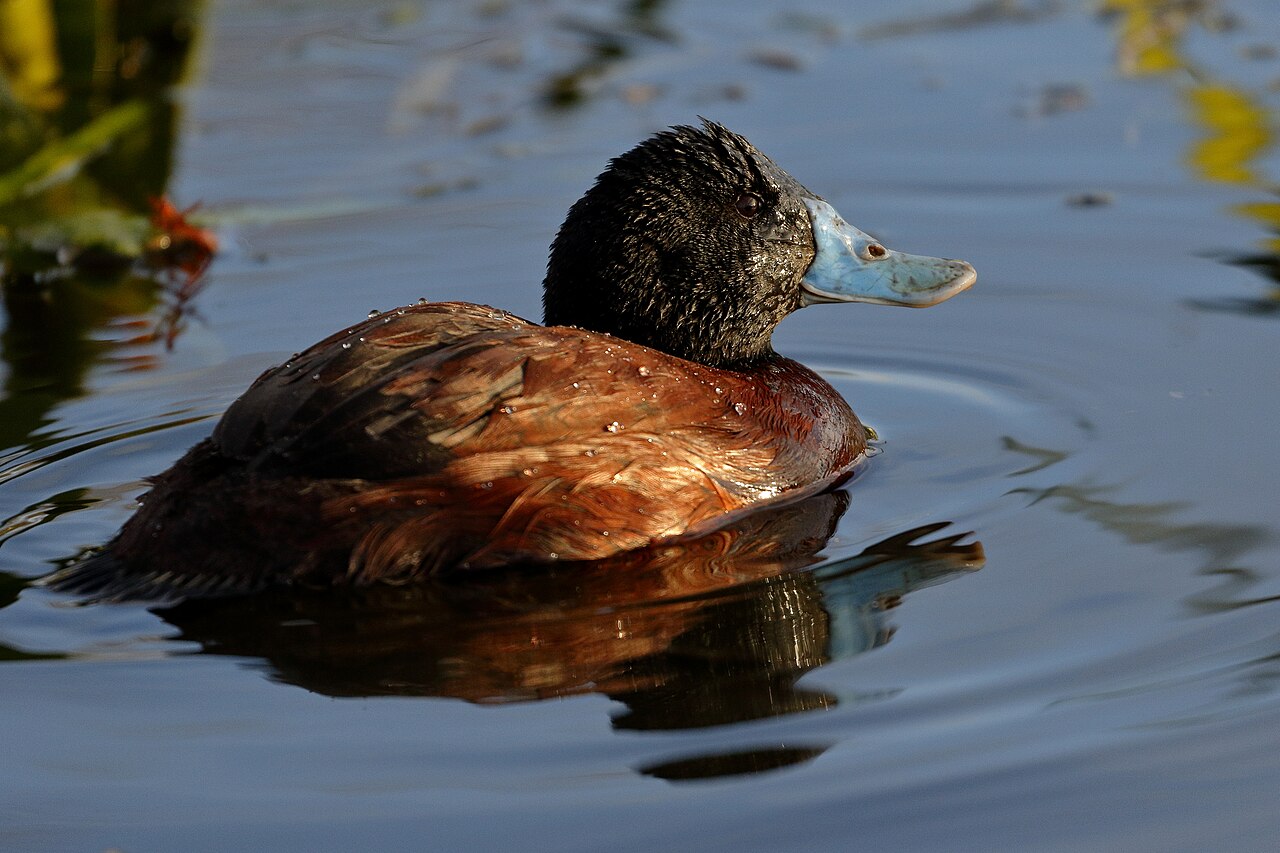Australische stekelstaart (Oxyura australis)