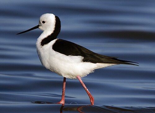 Australische steltkluut (Himantopus leucocephalus)